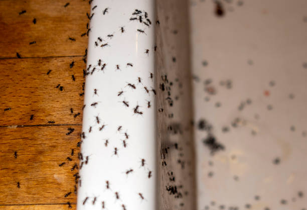Best Emergency Pest Control  in Quinebaug, CT